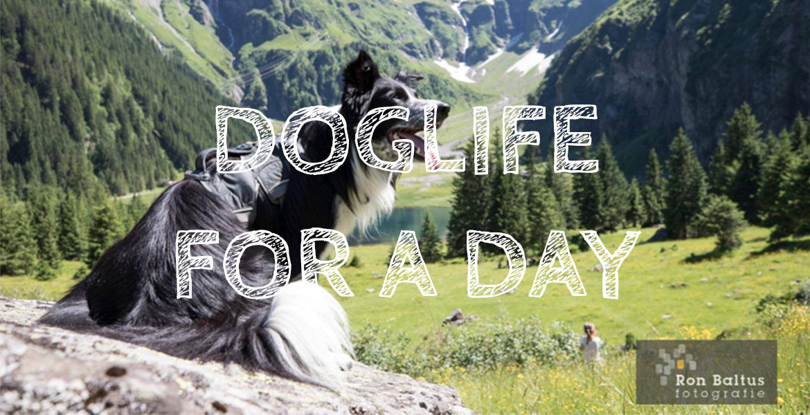 DogLife for a day